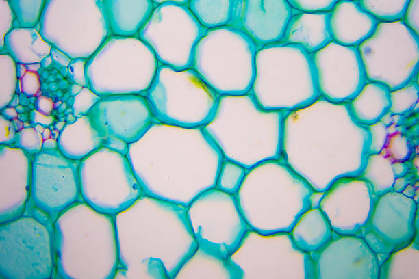 istock Microscopic image of nymphaea of aqustio stem 635939724