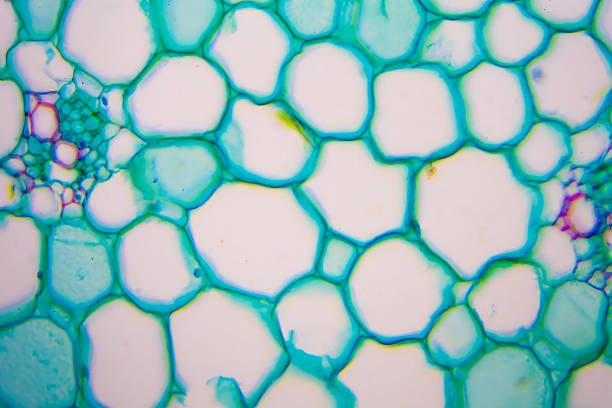 microscopic image of nymphaea of aqustio stem - small plant cell high scale magnification cell imagens e fotografias de stock