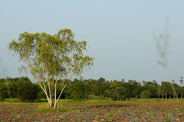 istock Big trees along the river and the Lake 635940370