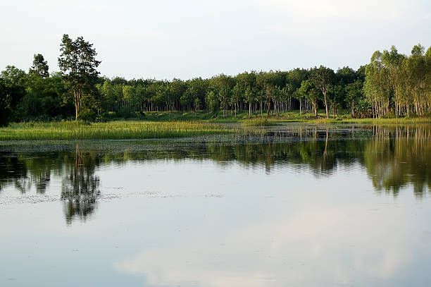 istock Big trees along the river and the Lake 635940516