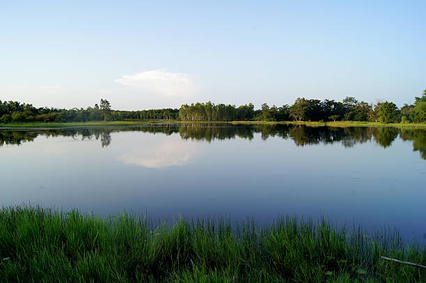 istock Big trees along the river and the Lake 635940660
