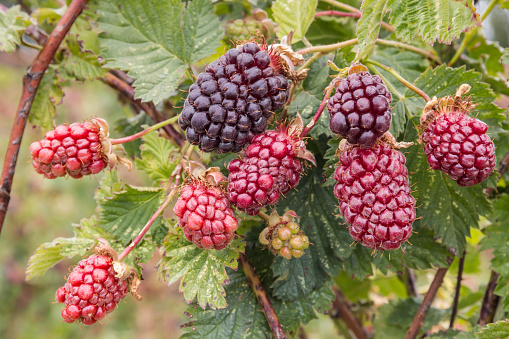 closeup of boysenberry bush with ripening berries