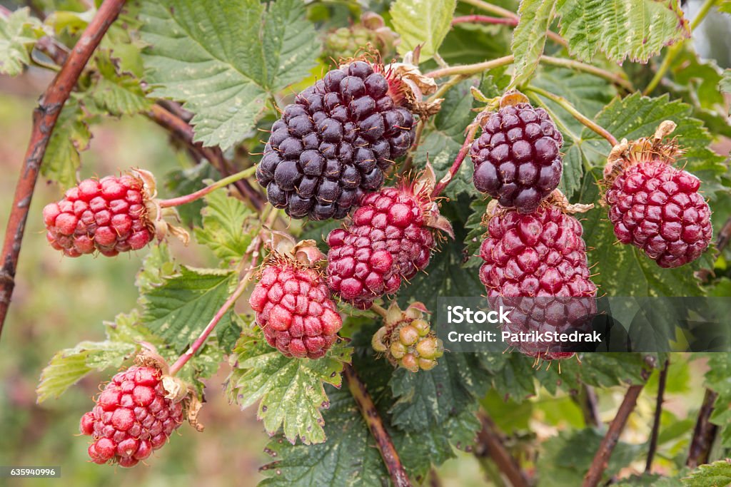 boysenberry bush with ripening berries closeup of boysenberry bush with ripening berries Boysenberry Stock Photo