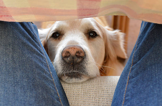 dog under the table A Golden Retriever waiting for a treat between a person's legs under the kitchen table. table leg stock pictures, royalty-free photos & images
