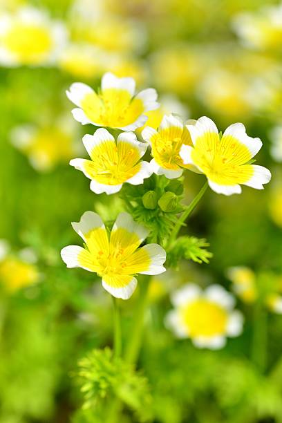 istock Limnanthes douglasii / Poached Egg Plant 635942652