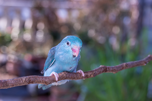 Blue Forpus Chick on the branch