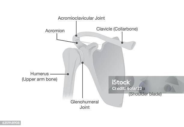 Ilustración de Hueso Y Articulaciones De La Anatomía Del Hombro y más Vectores Libres de Derechos de Hombro - Hombro, Anatomía, Omóplato