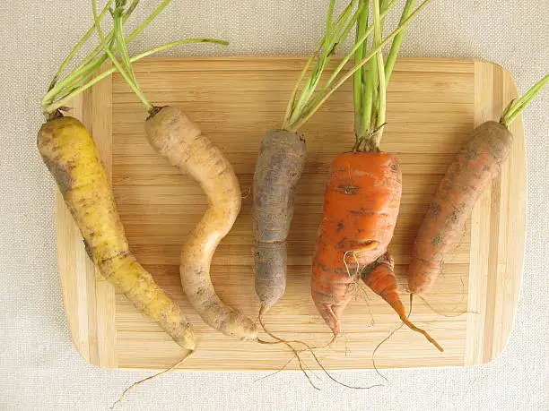 Crooked colorful carrots - Krumme bunte Möhren