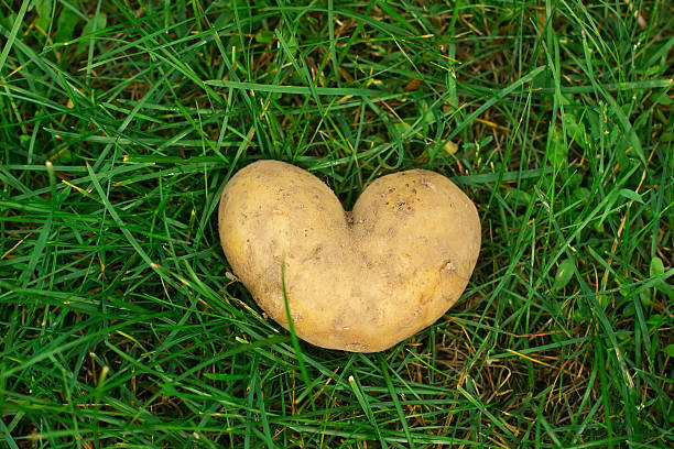istock Heart shaped potato on green grass at summer day. 635949112
