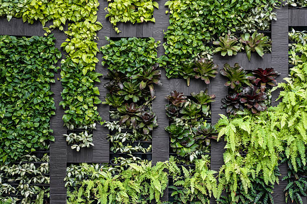 parete verde, giardino verticale ecologico - environmental conservation botany nature leaf foto e immagini stock
