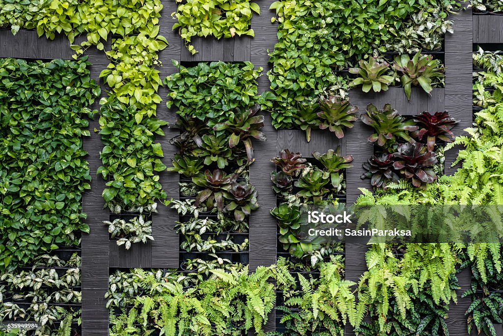 Green wall, eco friendly vertical garden Wall - Building Feature Stock Photo