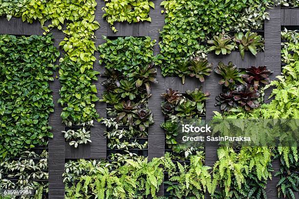 Green Wall Eco Friendly Vertical Garden Stock Photo - Download Image Now - Wall - Building Feature, Vertical Garden, Environmental Conservation