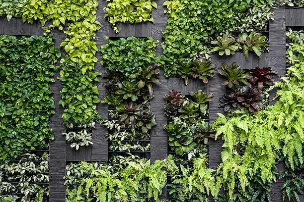 Photo of Green wall, eco friendly vertical garden