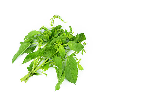 istock Green Holy Basil, Hot basil, Ocimum sanctum 635950870