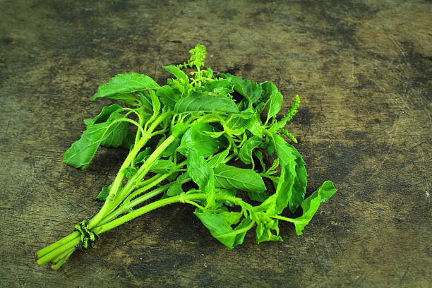 istock Green Holy Basil, Hot basil, Ocimum sanctum 635951276