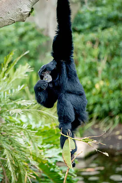 The siamang (Symphalangus syndactylus) is an arboreal black-furred gibbon native to the forests of Malaysia, Thailand, and Sumatra. The largest of the gibbons, the siamang can be twice the size of other gibbons, reaching 1 m in height, and weighing up to 14 kg. The siamang is the only species in the genus Symphalangus.