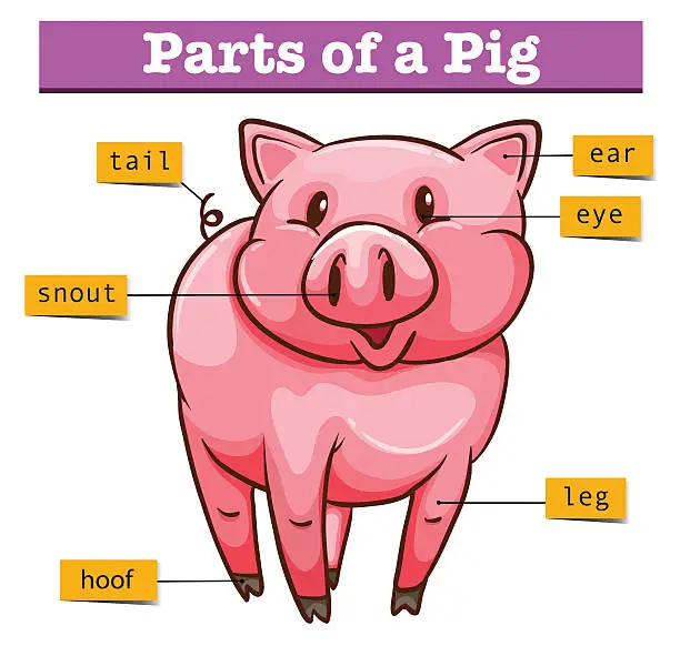 Vector illustration of Diagram showing parts of pig