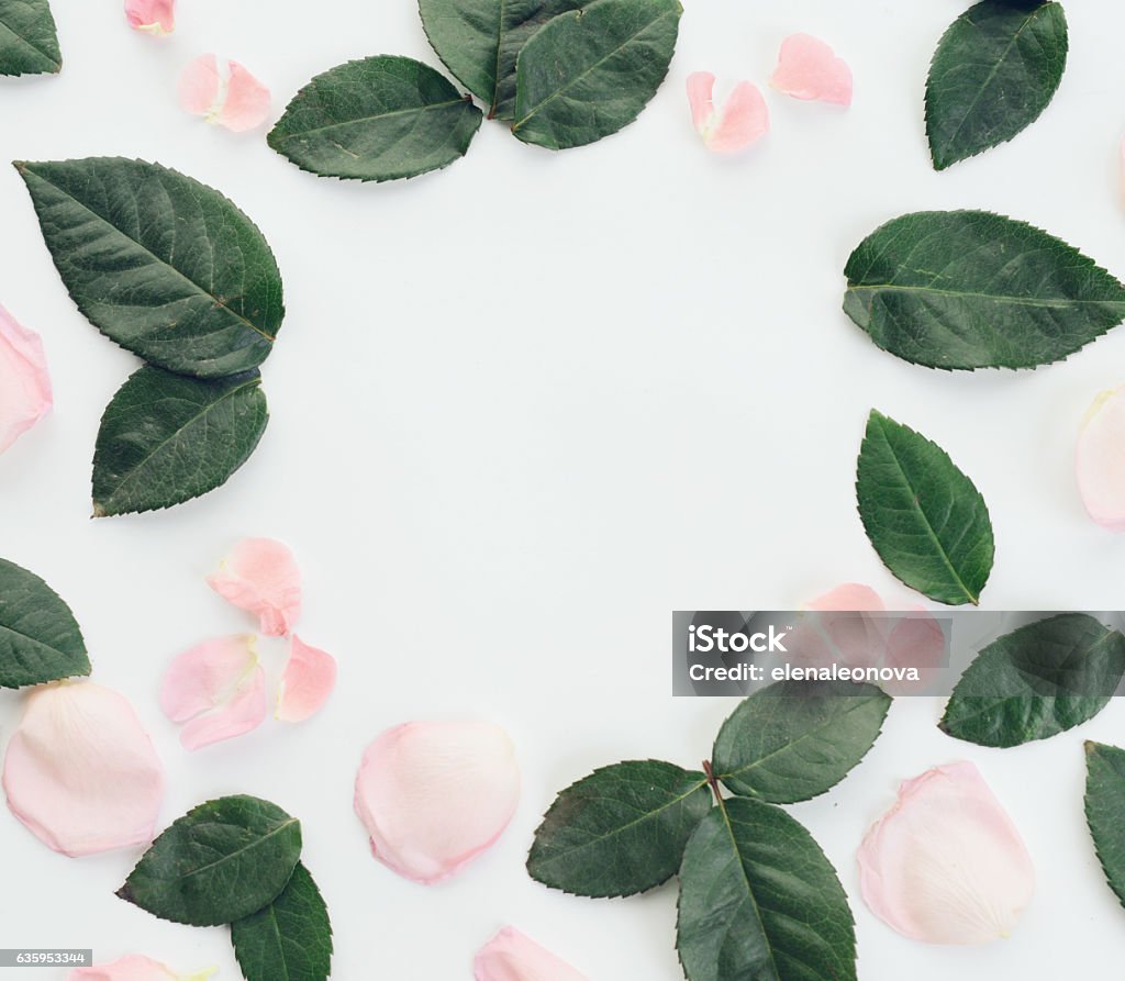 Flower ,composition flatlay Rose - Flower Stock Photo