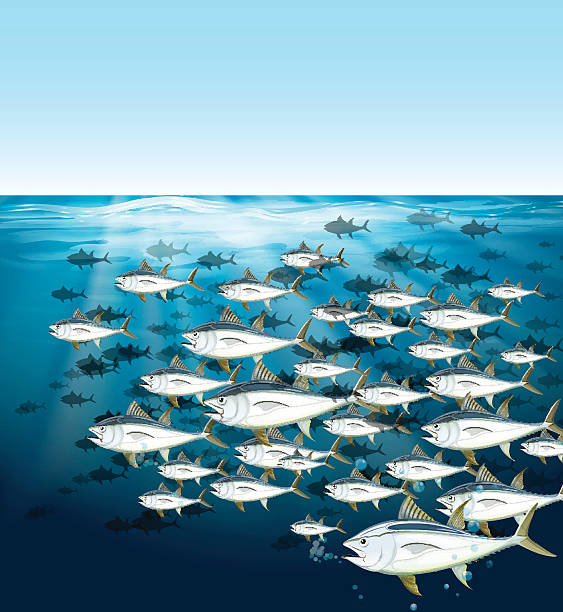 istock School of tuna swimming under the sea 635953568