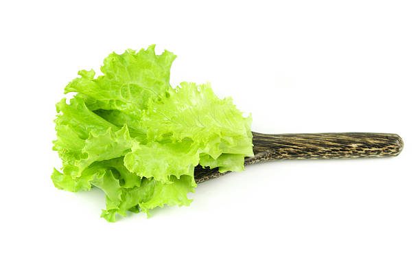 istock Salad leaf. Lettuce isolated on white background 635953598