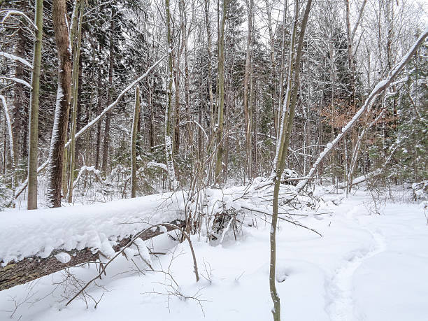 istock Winter snowy forest in light fog 635956628