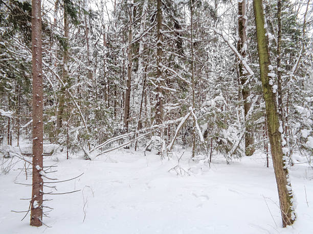istock Winter snowy forest in light fog 635957966