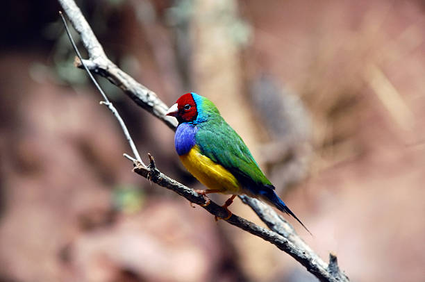 Colouful parrot perched on branch stock photo