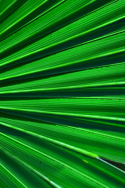 istock Stripy green hues and shadows on radiating backlit palm leaf 635959060