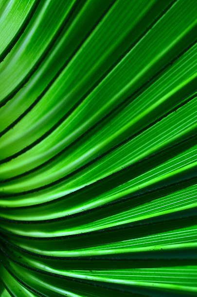 istock Curving green stripes on palm leaf disappearing at lower left 635959100