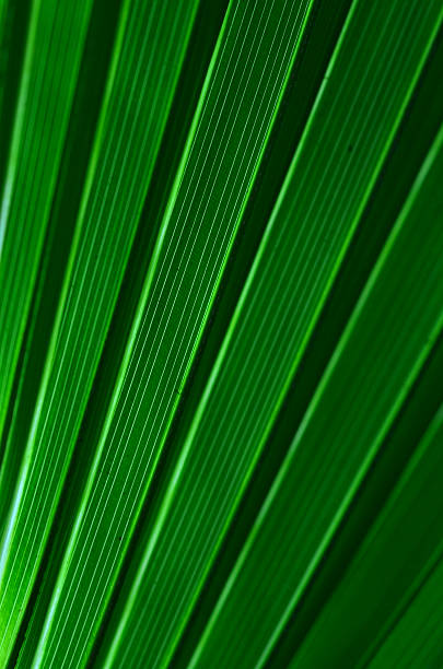 istock Dark and light green bands on backlit palm leaf 635959146