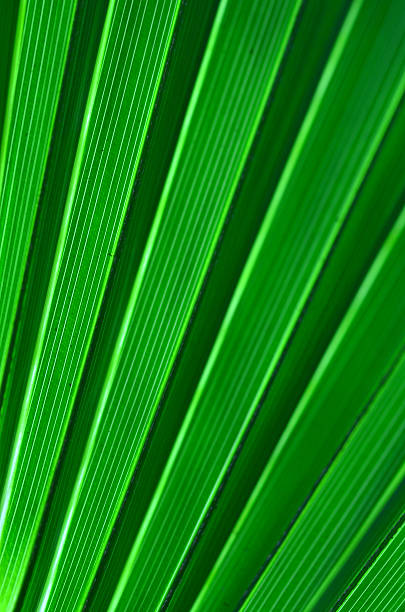 Green striped hues on Sabal Palm leaf macro
