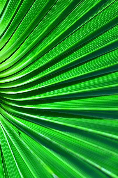 istock Green stripes of palm leaf converging at left frame edge 635959264