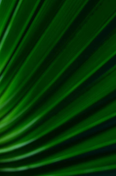 istock Defocused dark green curving folds on palm leaf 635959636
