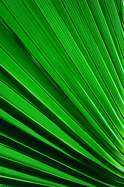 Backlit green hues and shadows on radiating palm leaf section