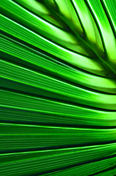 istock Backlit Cabbage Palm leaf macro with green and dark hues 635960004