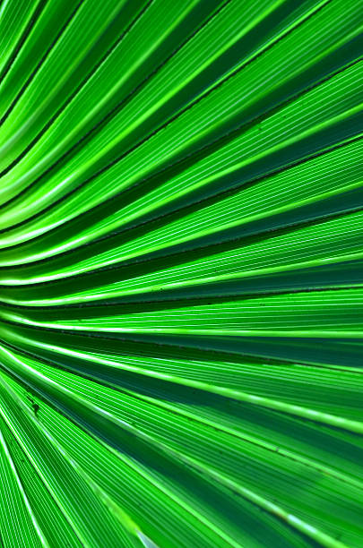 istock Cabbage Palm leaf, curving and coming together at left edge 635960112