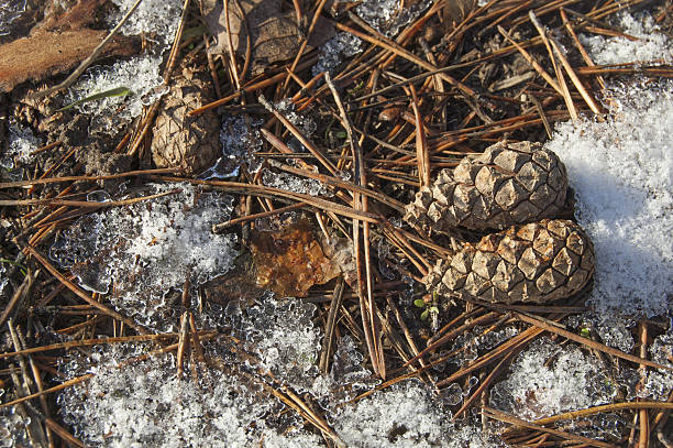 suelo de invierno con nieve, conos y agujas de pino. - january pine cone february snow fotografías e imágenes de stock