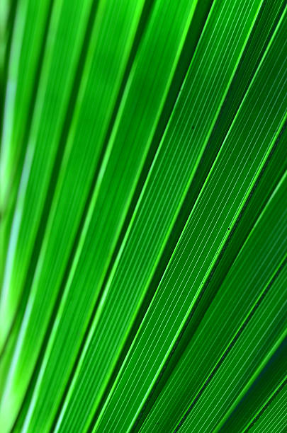 istock Frame filling macro of diagonal palm leaf segments 635960192