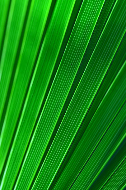 istock Green backlit palm leaf detail diagonal across frame 635960216