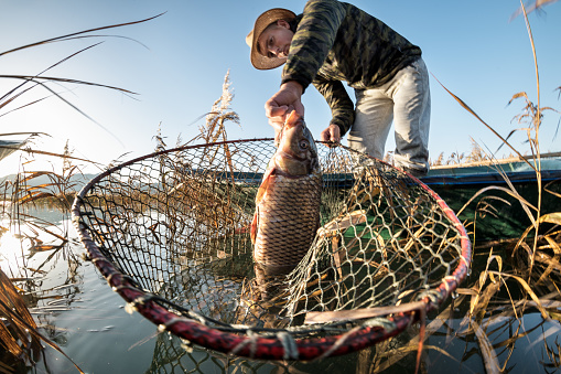 Low angle view of a fisherman standing in his boat and holding carp fish and his net.