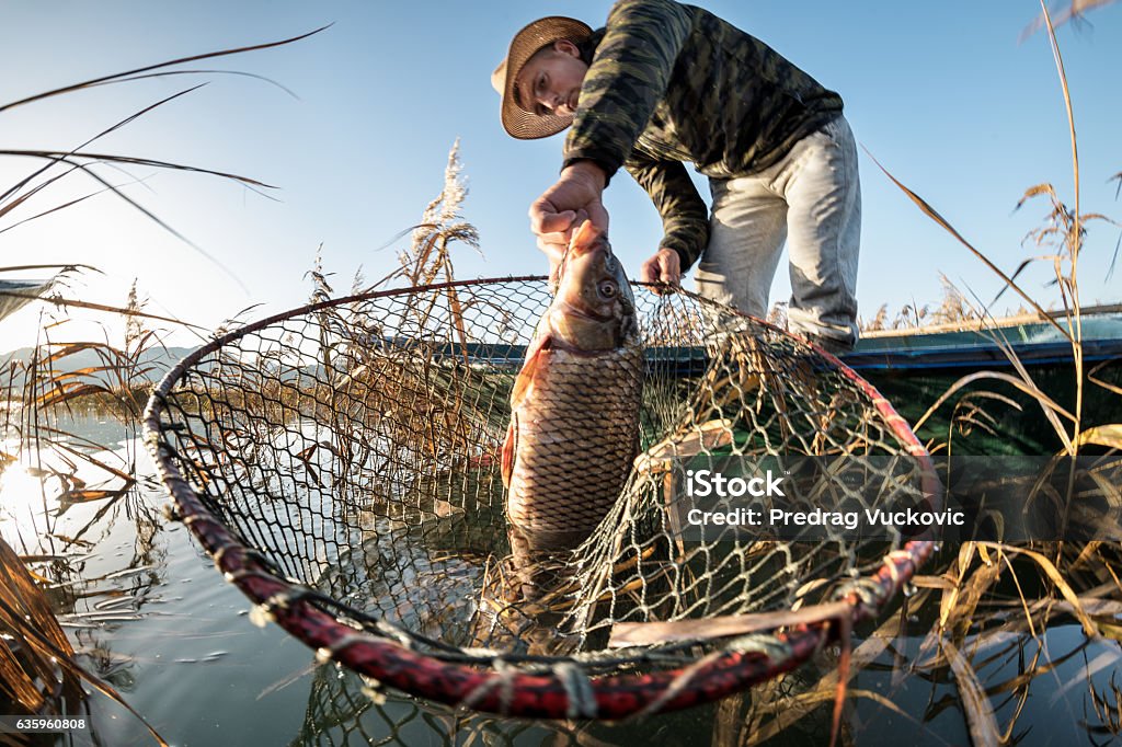 Fisherman taking out carp fish Low angle view of a fisherman standing in his boat and holding carp fish and his net. Carp Stock Photo
