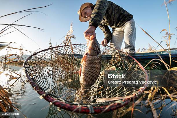 Fisherman Taking Out Carp Fish Stock Photo - Download Image Now - Carp, Fish, Fishing