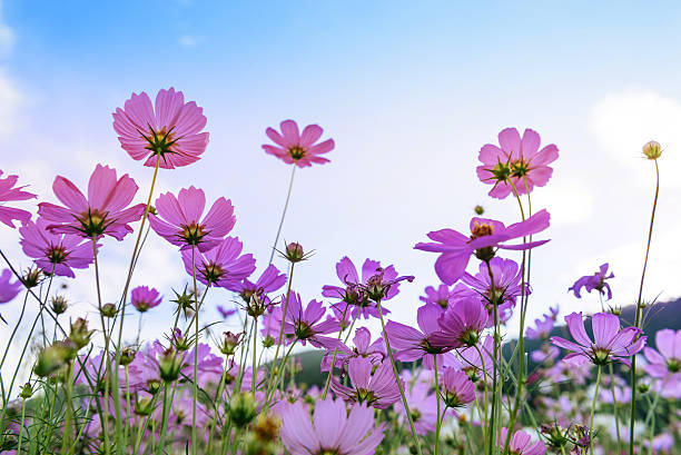 istock Cosmos flowers garden 635961336