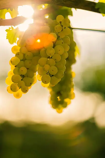 White wine grapes  in a vineyard with beautiful sunny lights. 