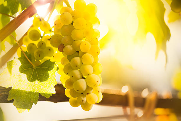 istock White wine grapes  in a vineyard 635961578