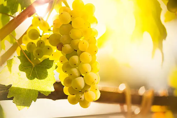 White wine grapes  in a vineyard with beautiful sunny lights. 