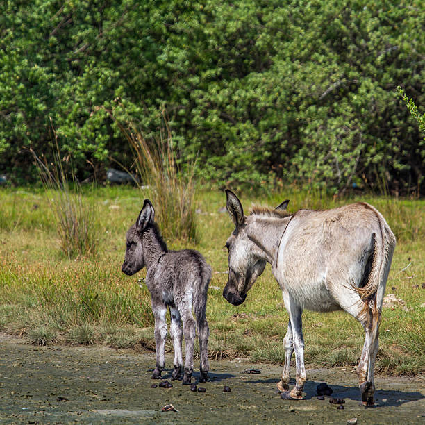 istock Mannar donkey in Kalpitiya, Sri Lanka 635961814