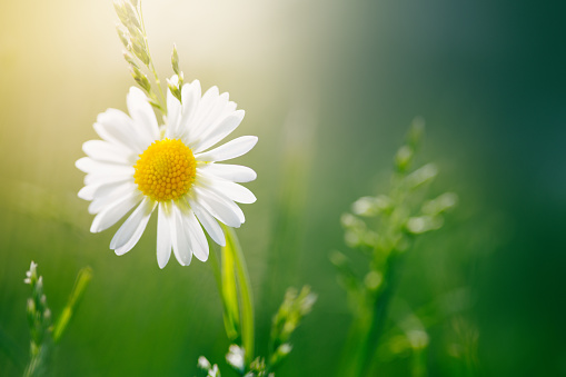 Sunny day, field with wild daisy