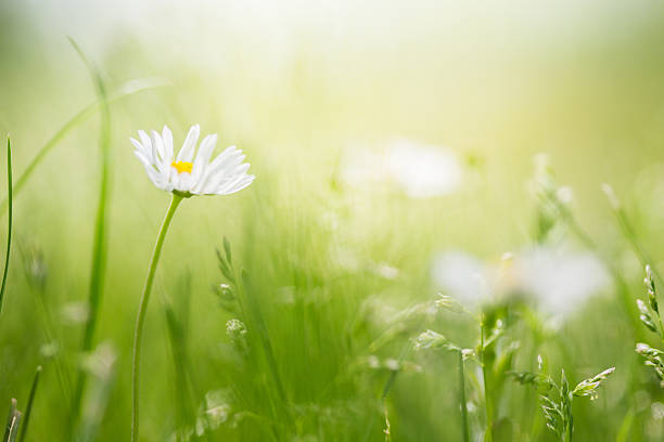 campo con margaritas silvestres - single flower flower daisy chamomile fotografías e imágenes de stock