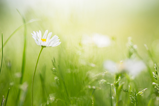 Sunny day, field with wild daisies